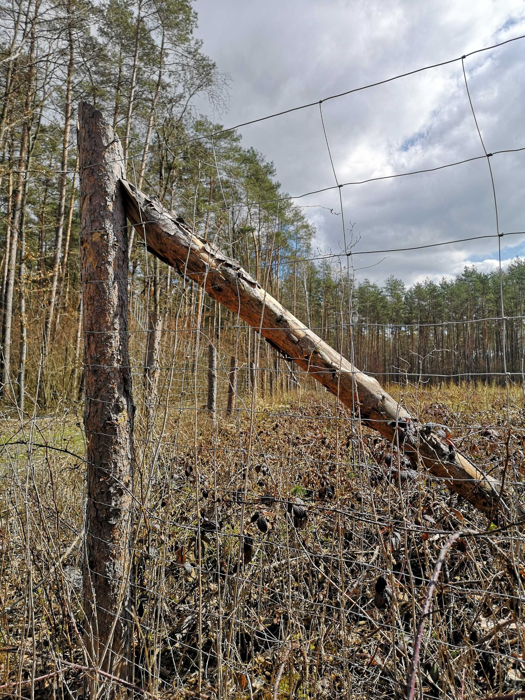 PROMOCJA 3zł/mb Siatka Leśna Ochronna  1,5m  Rolka 50m TYLKO 150 zł