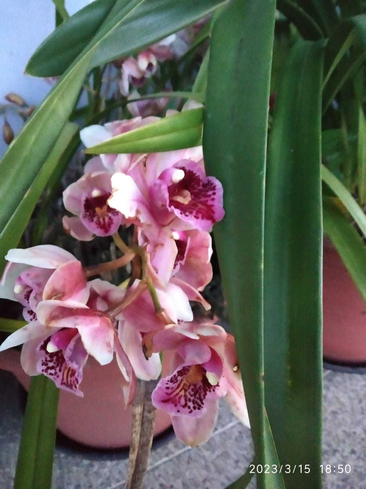 Orquídeas cores variadas