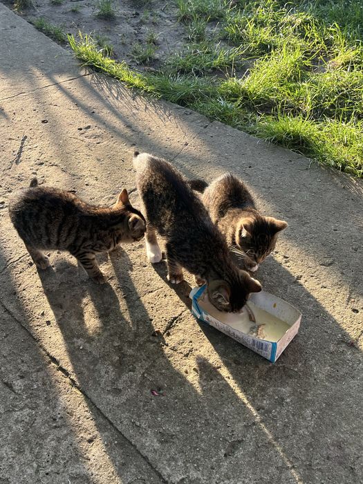 3-miesieczne kociaki szukają domów