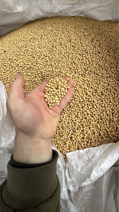 Соя КАНЗАС посівматеріал KANZAS