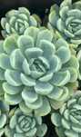 Suculenta Echeveria Elegans