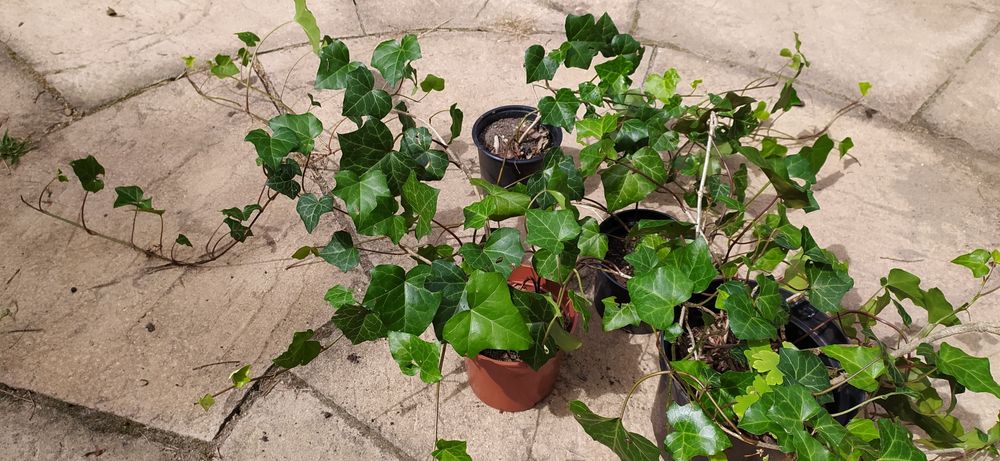 Pnącza okrywowe i wspinające - Winorośl, Bluszcz,