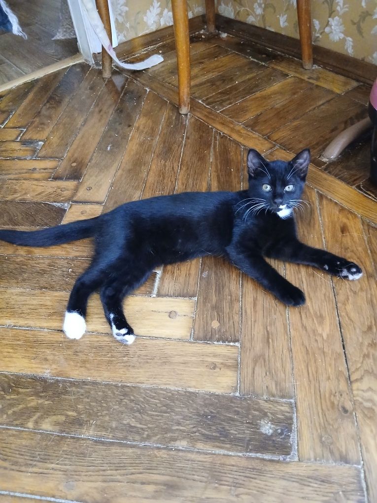 Ищу семью для котенка девочки!