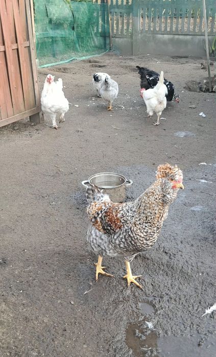 Sprzedam młode koguty z czerwca