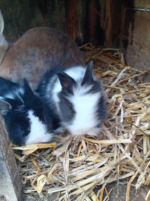 Oddam Króliczki  Minaturki