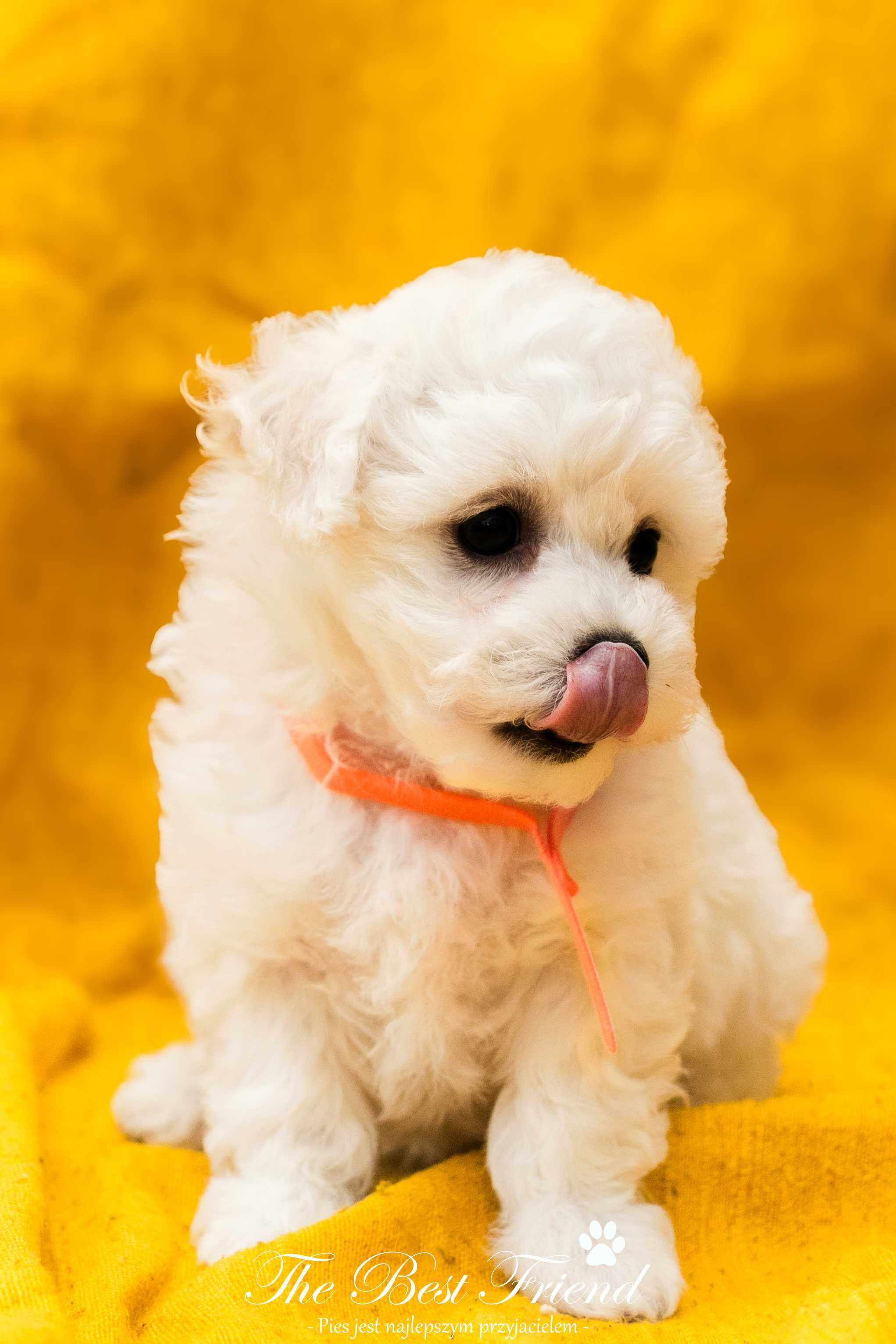 Suczka The Best Friend–Bichon Frise ZKWP nie Maltańczyk