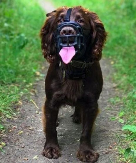 Bezpieczny kaganiec fizjologiczny Baskerville Ultra-6 Akita Rottweiler