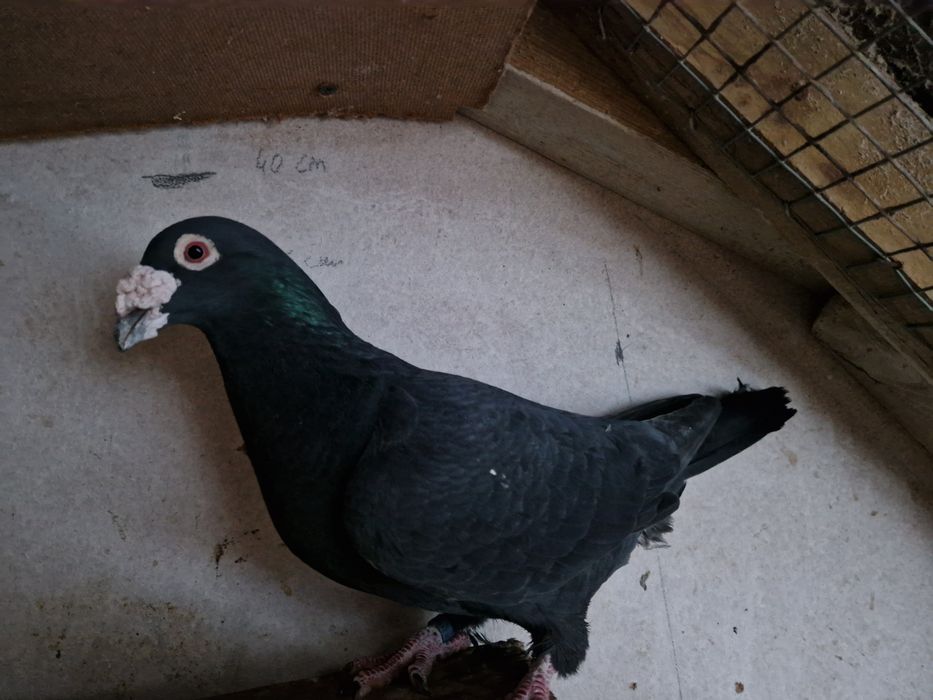 Gołąb staropolski samiec 24