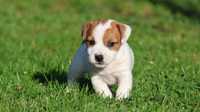 Jack Russell Terrier ZKwP FCI - piesek PACO