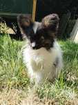 Spaniel kontynentalny miniaturowy Papillon - piesek