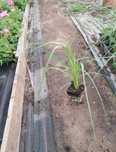 Sadzonka 40cm Trawa pampasowa różowa Cortaderia sorana,