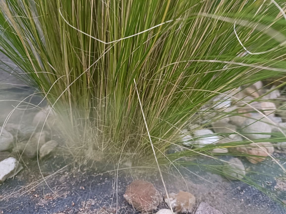 Stipa pony tailis stipa koński ogon duże sadzonki