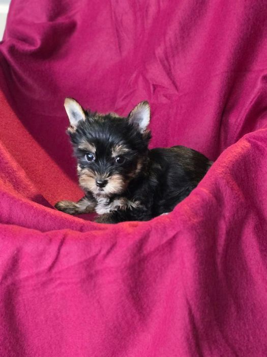 Piesek mini Yorkshire terrier