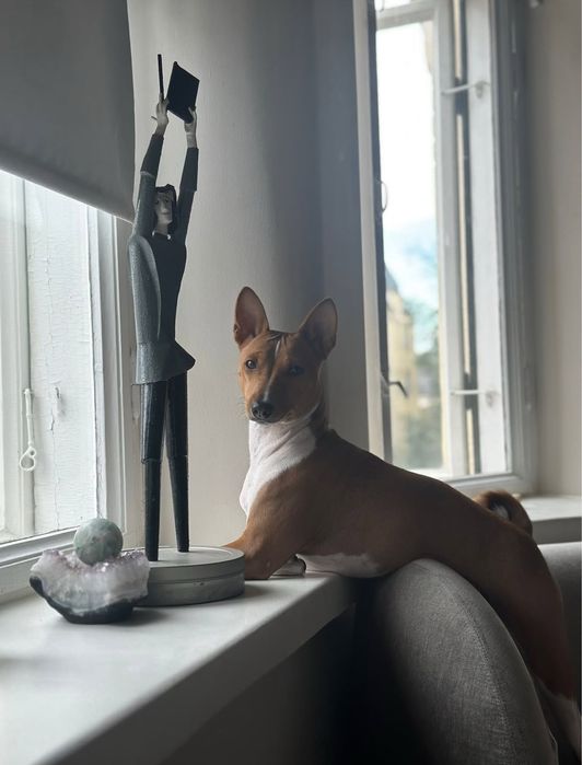 Basenji - rezerwacja szczenięcia po Interchampionach