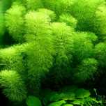 Limnophila Aquatica XXL