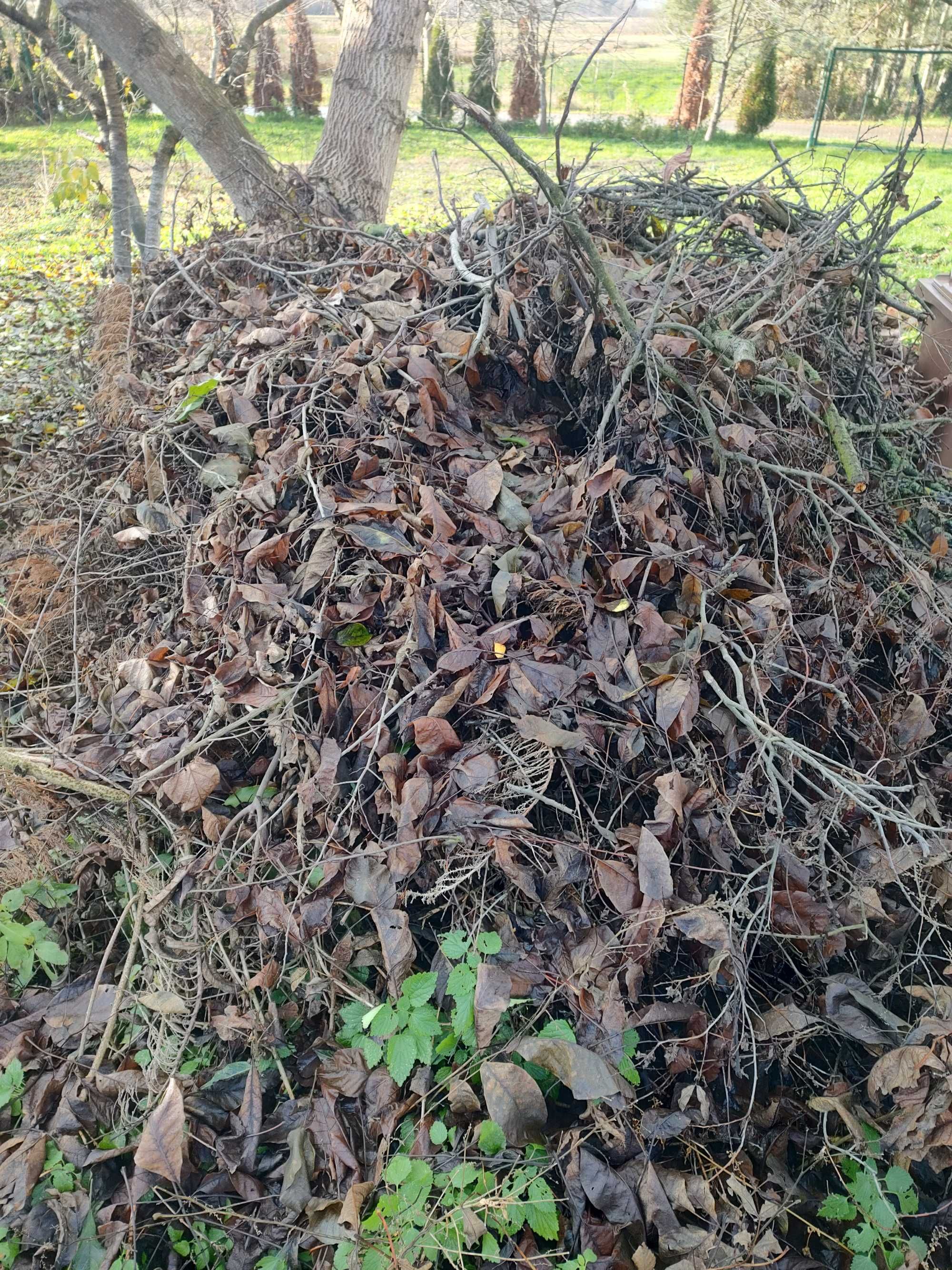 Oddam za darmo gałęzie, chrust