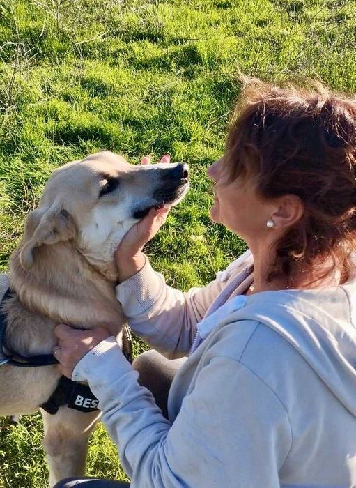 Bendżi piękny biszkoptowy pies do adopcji. Uratowany w Bułgarii