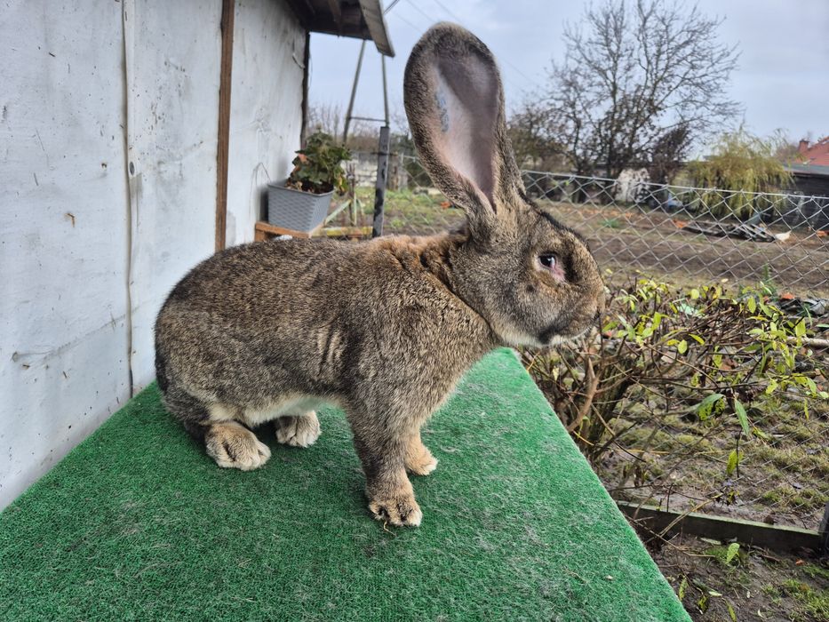 Olbrzym Belgijski samiec