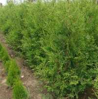 Туя Брабант (Thuja occidentalis Brabant) 2м+