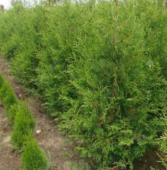 Туя Брабант (Thuja occidentalis Brabant) 2м+