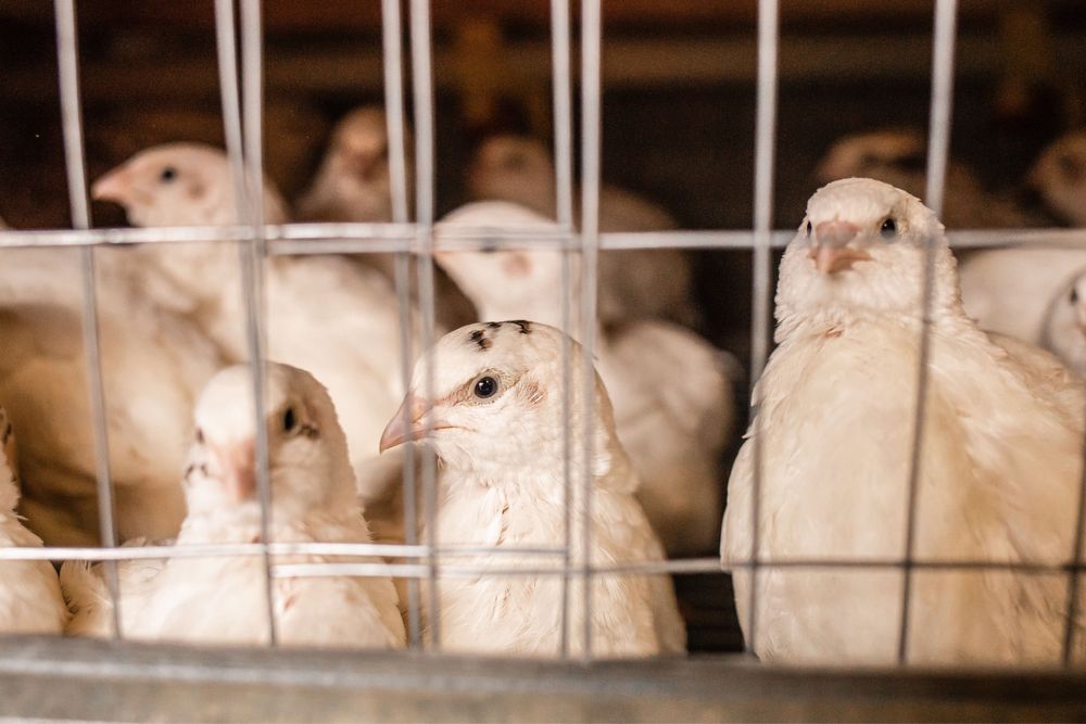 Інкубаційні яйця перепілок. Яйця на інкубацію. перепела техас