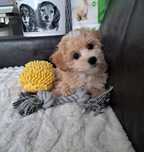Maltipoo F1. Brija. Maltańczyk + Pudelek Toy Red. Z rodowodem.