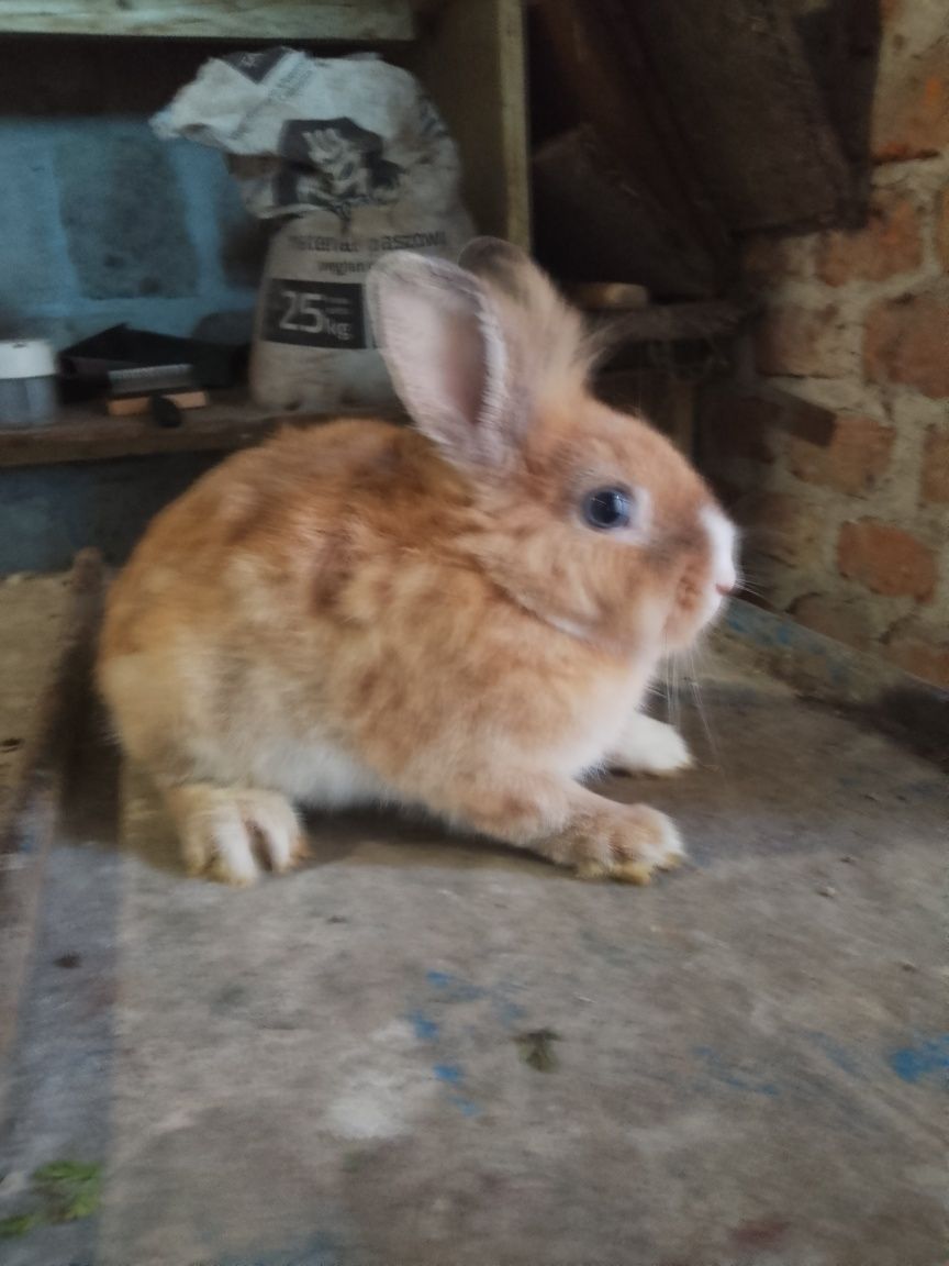 kroliki miniaturki