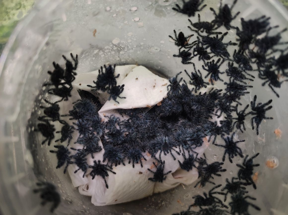 Caribena versicolor l2  pakiety 10szt.