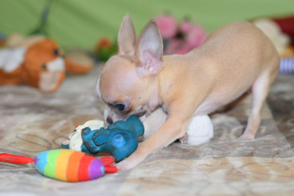 МИНИ малышка чихуахуа