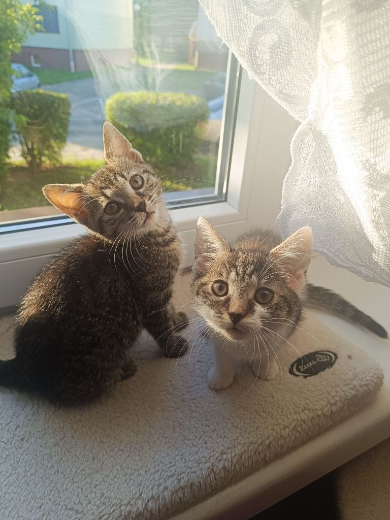 Tiffu i Zuri kotki do adopcji