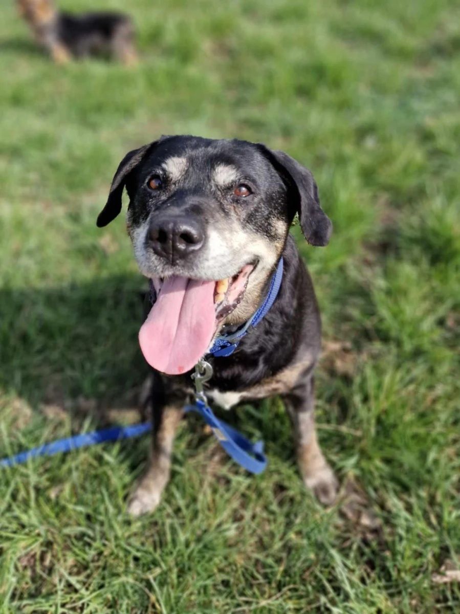 Cudowna suczka Sara mix TTB i labradora do adopcji