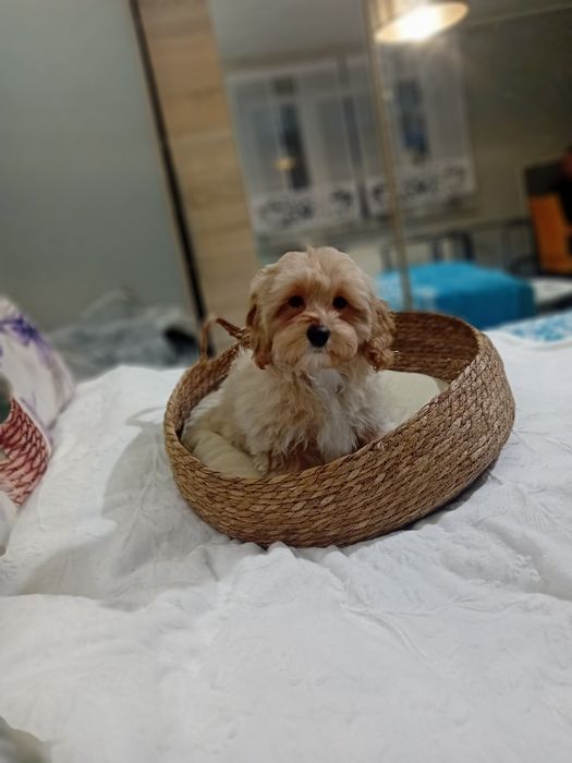 Maltipoo ,maltańczyk &pudel toy suczka