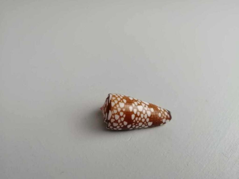 Conus (Eugeniconus) nobilis gisellileae (Parson,Abbas & Lie,2020) set