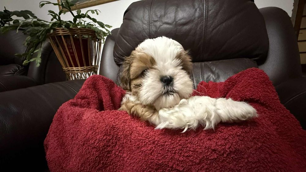 Piesek szczeniaczek shih tzu z rodowodem