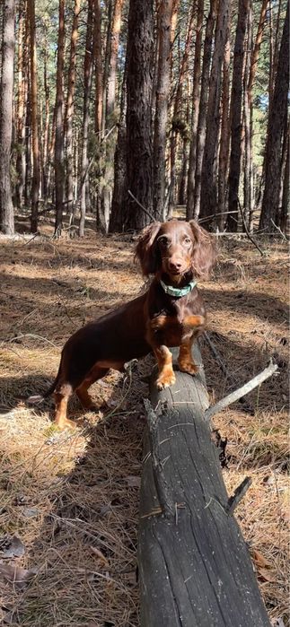Шоколадный кобель длинношеостной таксы