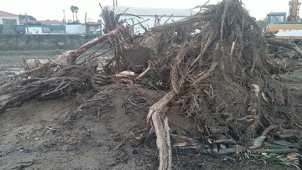 Vende-se cepos para queimar para natal