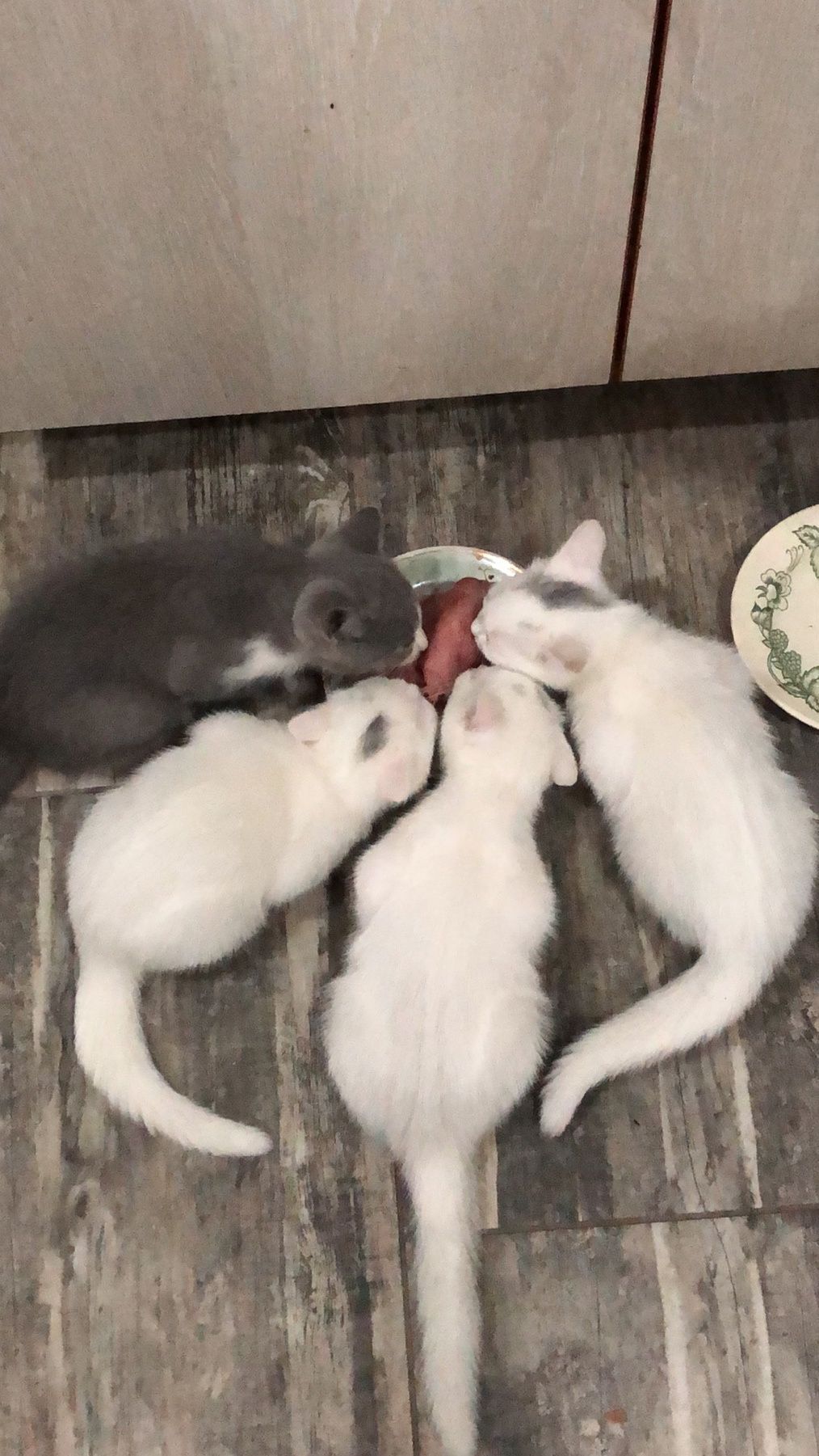 Кошенята Британці, самостійні, окрас білий і сірий,хлопчики