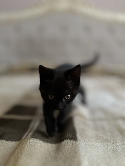 Маленьке диво шукає добрі руки! Бескоштовно.