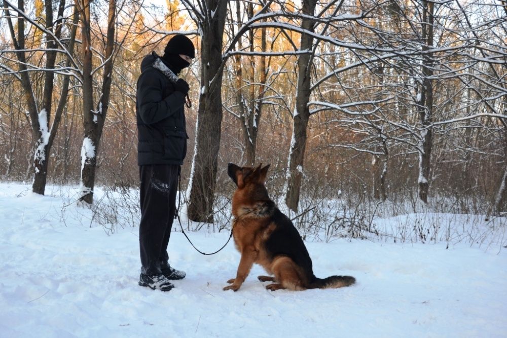 Немецкая овчарка кобель вязка
