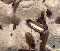 Karaczan blady Phoetalia pallida pokarm dla jaszczurka/modliszka/pająk