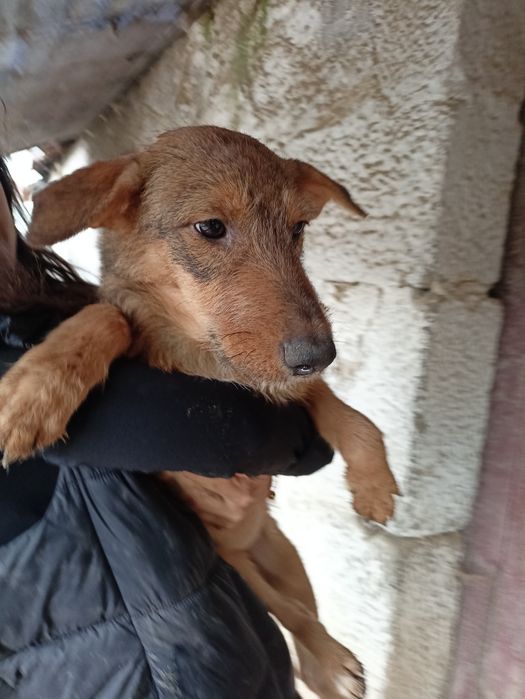 Cadela meiga para adoção