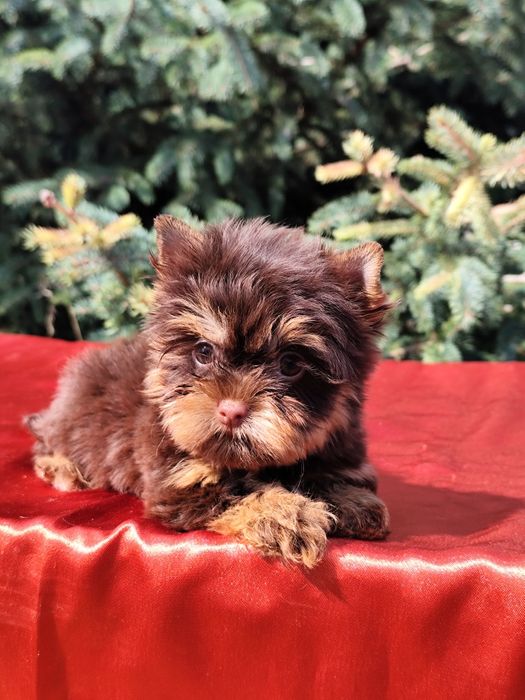 Дівчинка міні Йорк шоколадно-підпала