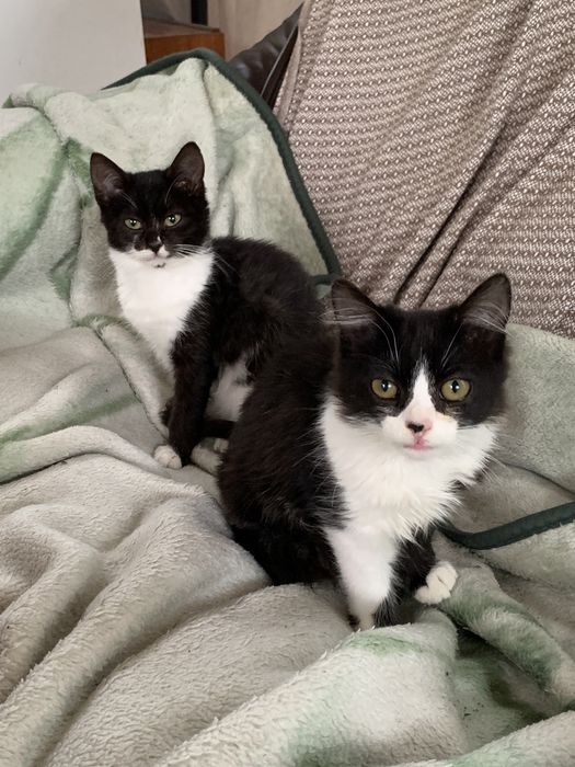 Киці шукають домівку