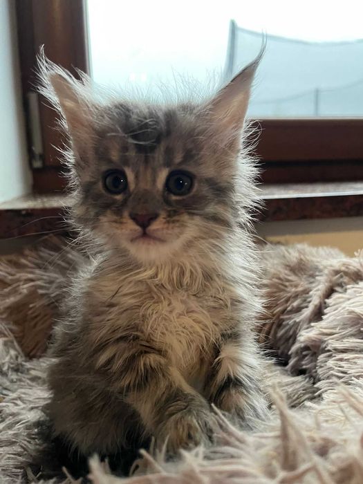 Kotka Maine Coon as 22 linia shaded