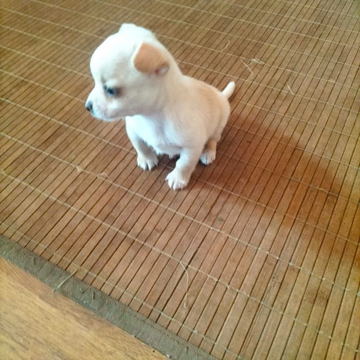 Chihuahua mini macho