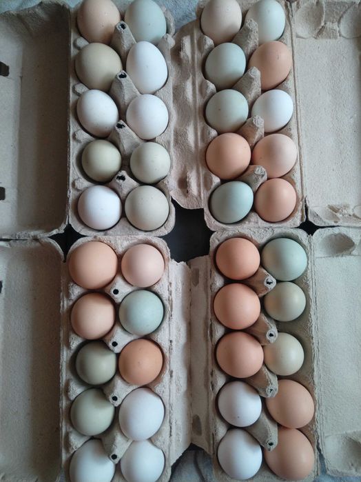 Świeże jaja, JAJKA WIEJSKIE, BIO, ekologiczne, dowóz

Tylko przedmiot