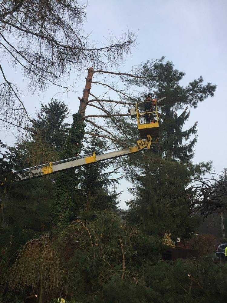 wycinka, skracanie. przycinanie drzew, pielęgnacje, ogrody, żywopłot