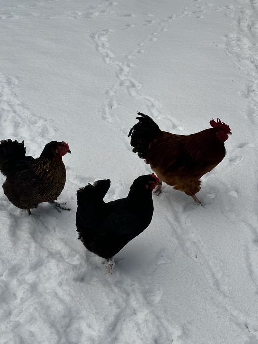 Jaja legowe kur z wolnego wybiegu, mix