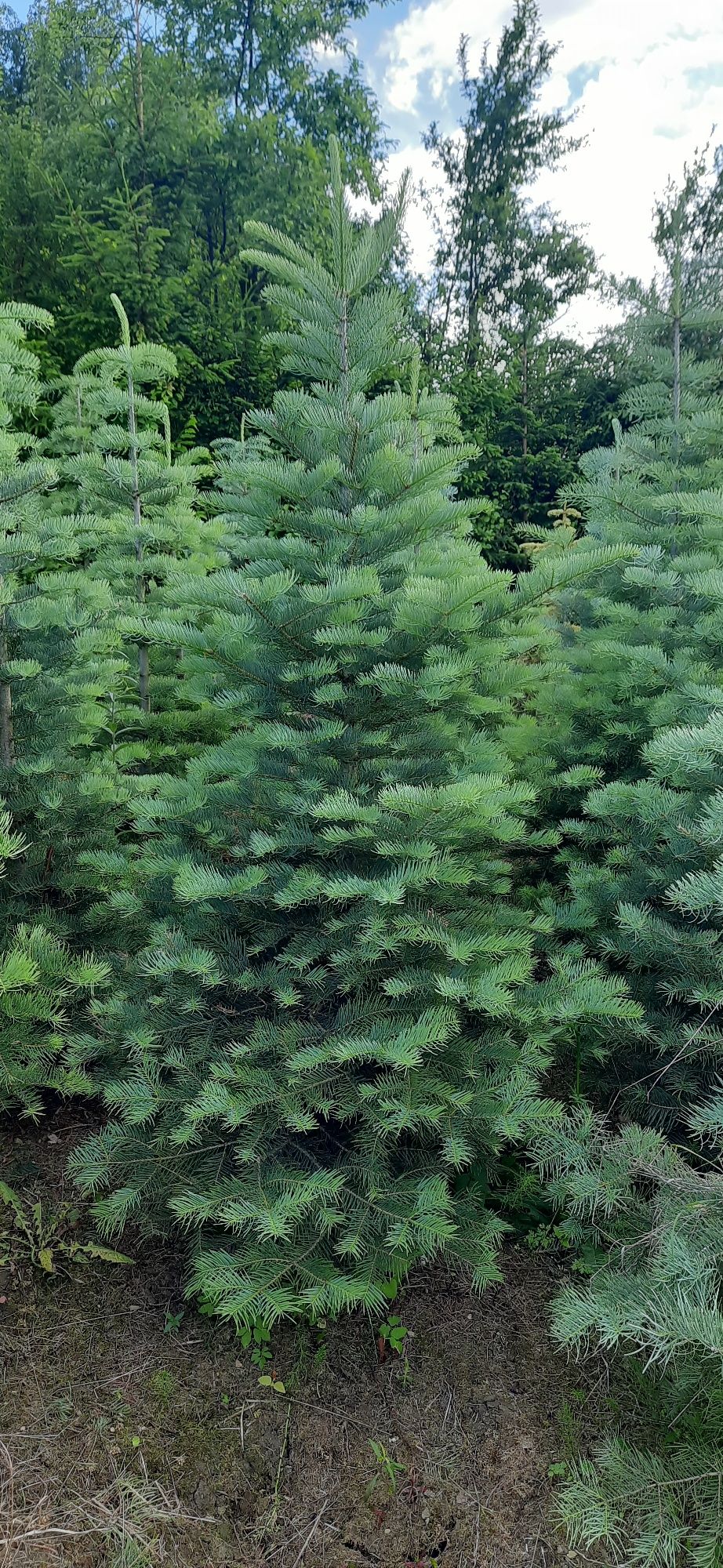 Jodła Kalifornijska od 130cm do 300cm w donicy, kopane z gruntu,