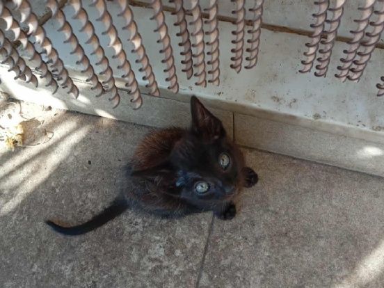 Dá se gatinhos (as)